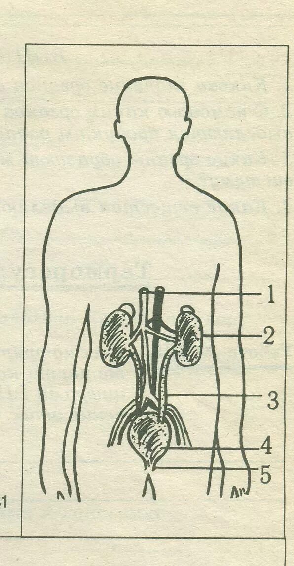 Мочевыделительная система строение без подписей. Мочевыделительная система схема. Выделительная система человека схема без подписей. Строение мочевыделительной системы человека без подписей.