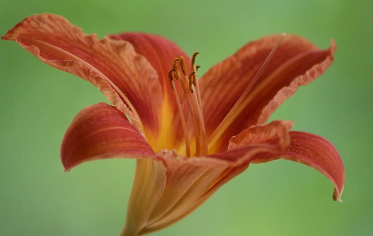 Lily Blossom. Лилия цветок со стеблем фото. Лилейники цветок с Колибри. Листья лилии фото.