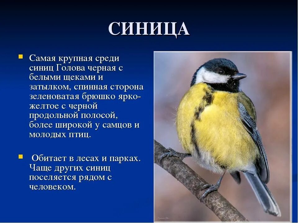 Преудивительная у нас водится птичка основная мысль. Описание синицы. Небольшое описание синицы. Доклад про синицу. Описание синички.