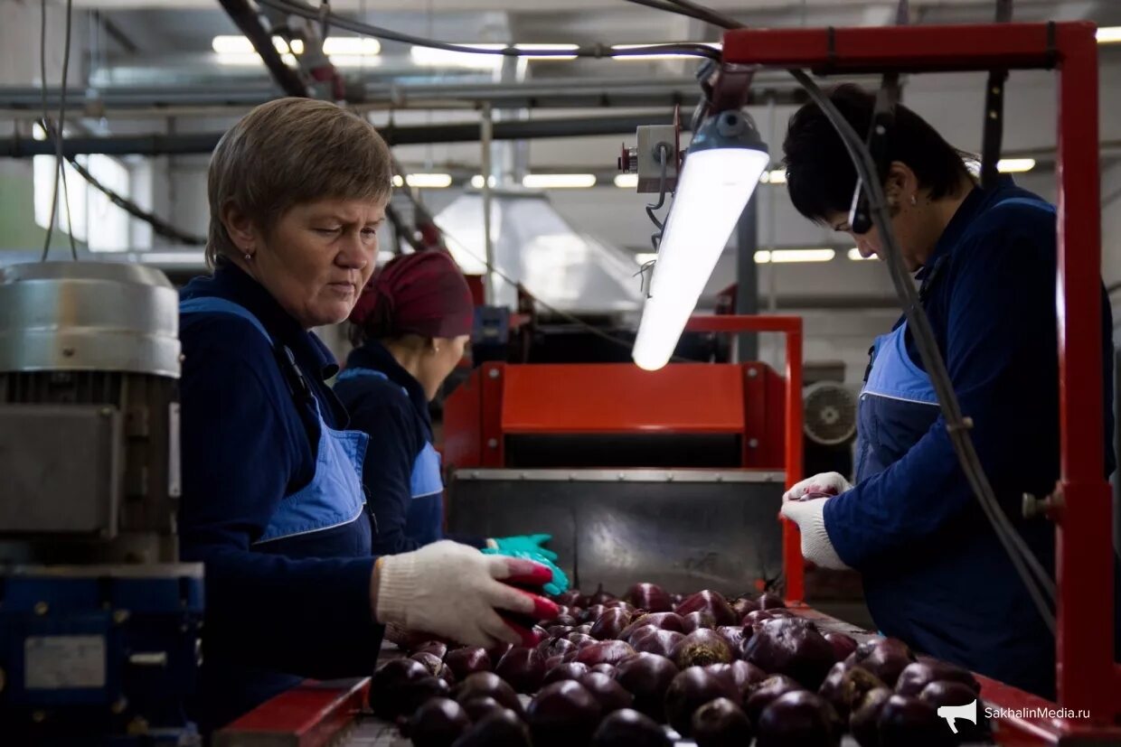 Совхоз сахалинский. Скот в совхозе. Овощи совхоз южно-сахалинский. Совхоз сахалинский. Южно сахалинский молокозавод сметана.