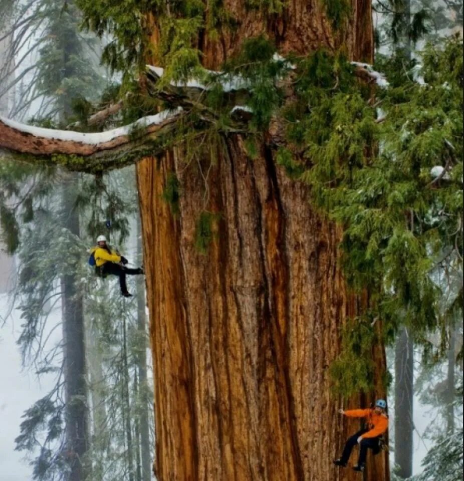 Самое высокое дерево на земле природная зона. Секвойядендрон гигантский. Redwoods Tree Титан. Самое высокое дерево.