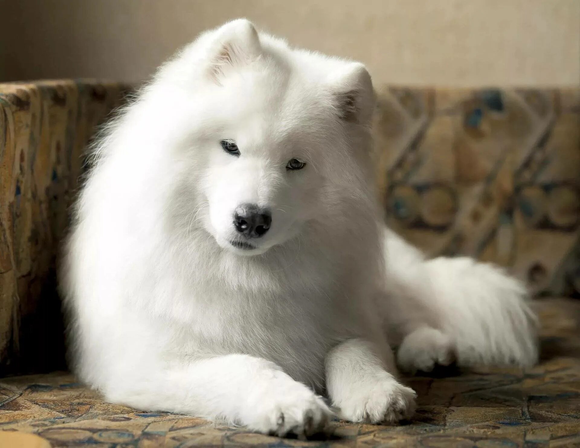 Большая белая собака. Самоедская лайка. Порода собак самоед. Лайка самоед. Хаски самоед.