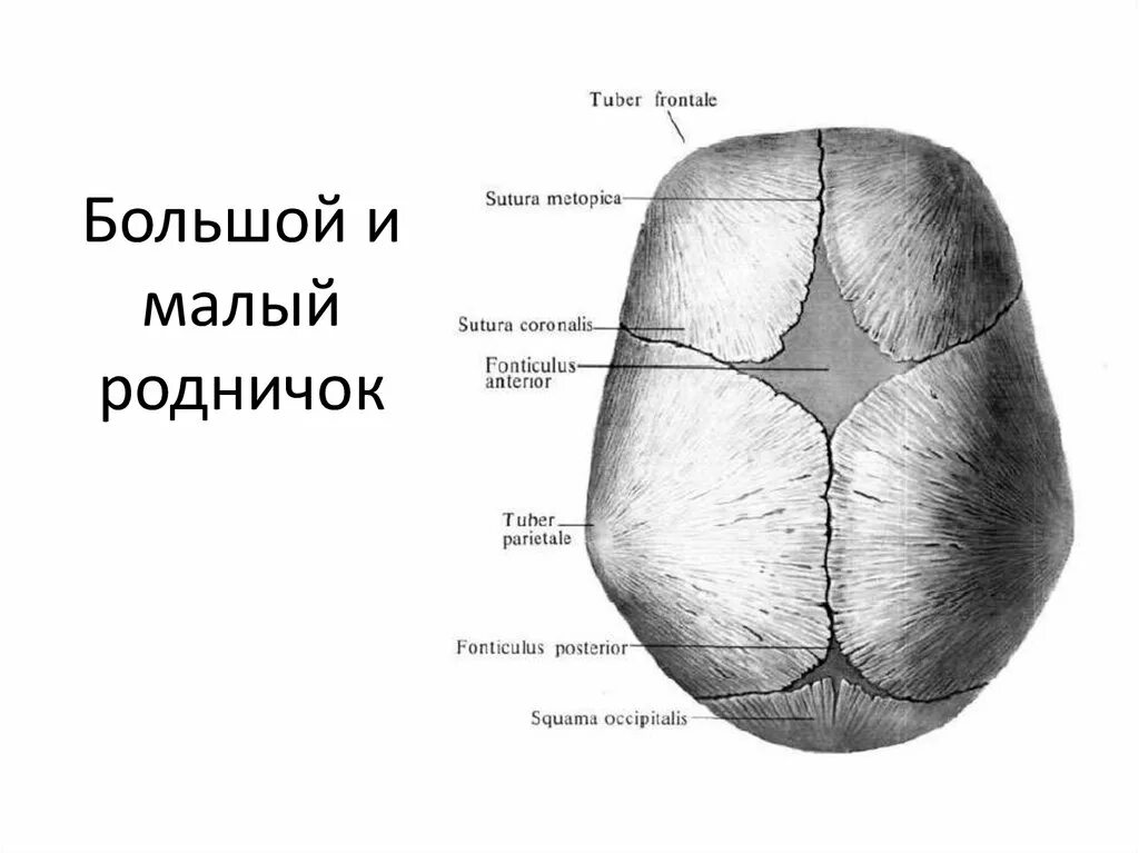 Виды родничков. Роднички черепа новорожденного. Роднички черепа анатомия. Роднички у младенцев анатомия. Кости черепа роднички.