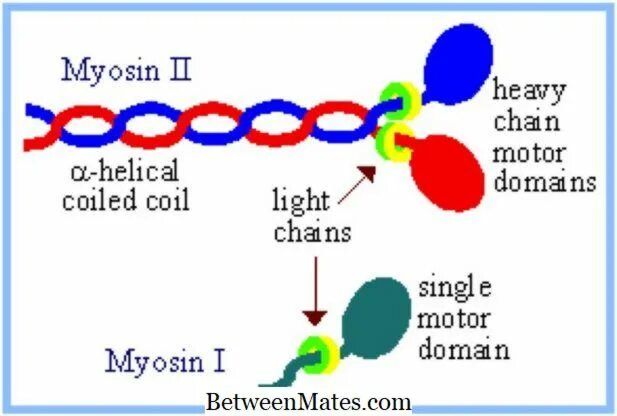 Белок миозин 2. Миозин. Cytoplasmic streaming. Myosin molecule. Myosin x.