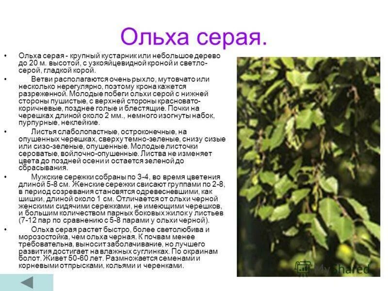 Ольха лечебные. Ольха сердцелистная. Ольха черная (alnus glutinosa). Ольха клейкая соплодия. Ольха серая описание.