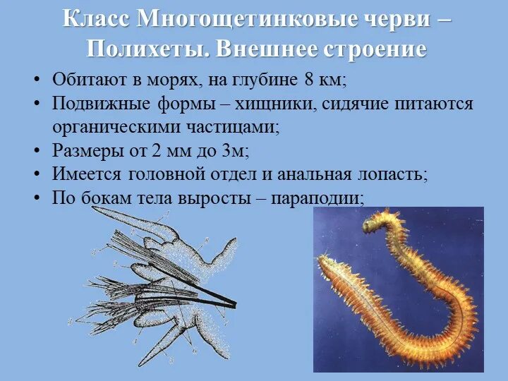 Образ жизни типов червей
