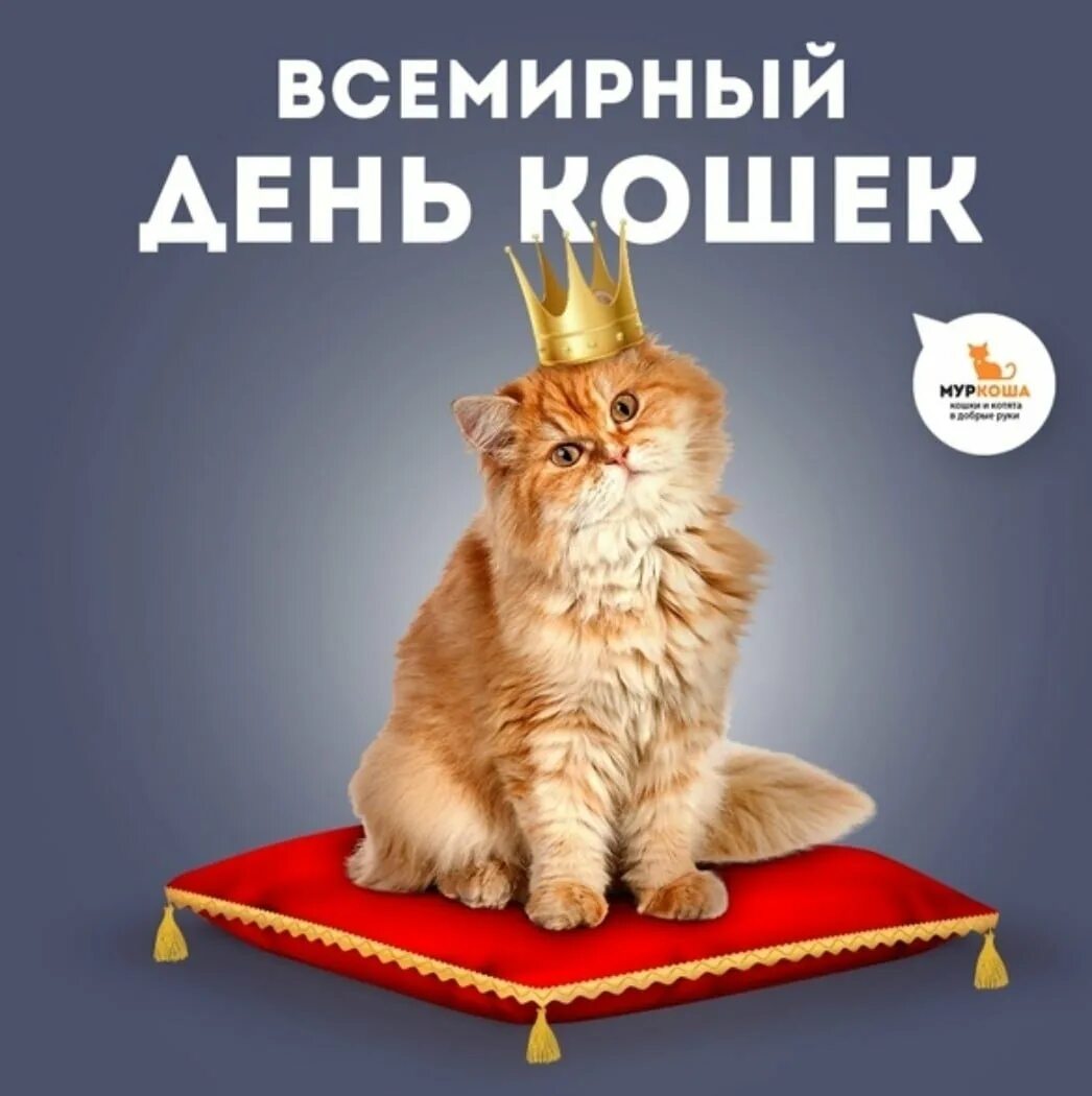 Всемирный день кошек. День кошек 8 августа. Всемирный день кота. Всероссийский день кошек.