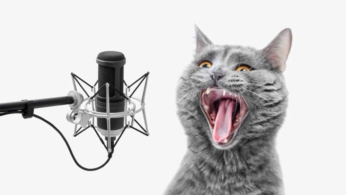 Кот поет в микрофон. Микро кот. Кот с микрофоном. Кошка с микрофоном.