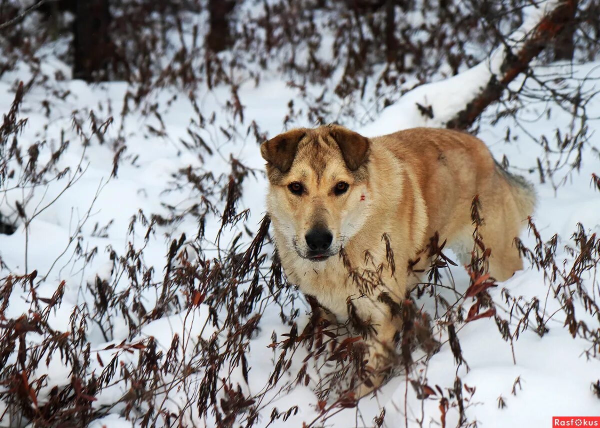 желтый собака и лоб белый. старый пес желтого цвета с бурыми крапинами. желтая собака. старый пес желтого цвета с бурыми крапинами. лабрадор гончая.