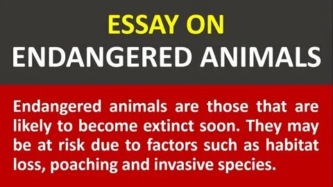 Animals essay