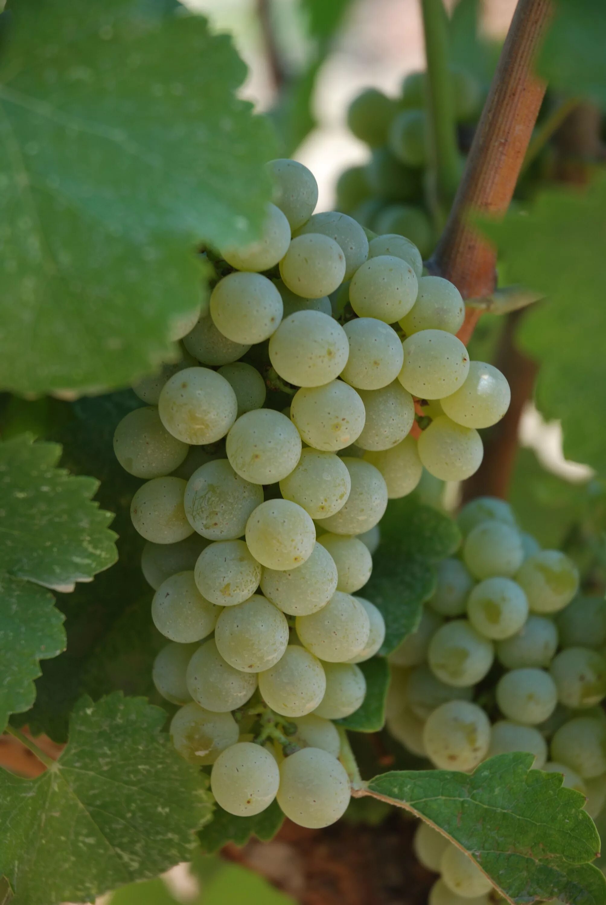 Совиньон какой виноград. Совиньон блан. sauvignon blanc grape. совиньон виноград. совиньон блан виноградник.