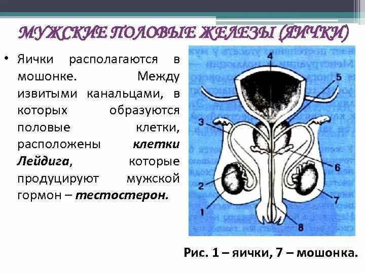 Придаточная железа у мужчин. Структура мужской половой железы. Мужские половые железы семенники. Строение мужских половых желез анатомия. Мужская половая железа строение.