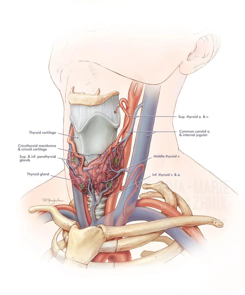 Щитовидная железа гортанный нерв. Нервы щитовидной железы анатомия. Иннервация щитовидной железы. Анатомия шеи иннервация щитовидной железы. Артерии щитовидной железы