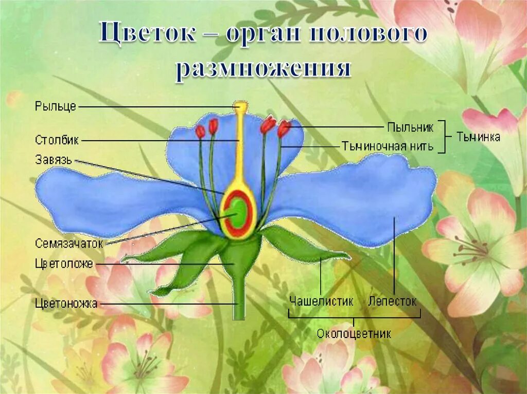 Цветок орган полового размножения. Женские половые органы растений. Половые органы цветка. Женский половой орган цветка.