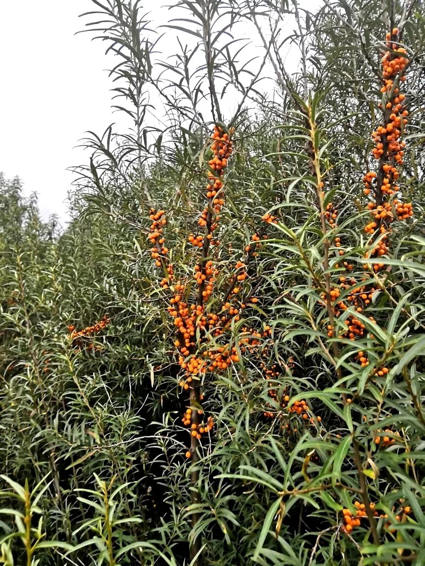 облепиха золотой каскад. облепиха дикорастущее растение. облепиха дикорастущее растение. облепиха эссель. облепиха чечек.