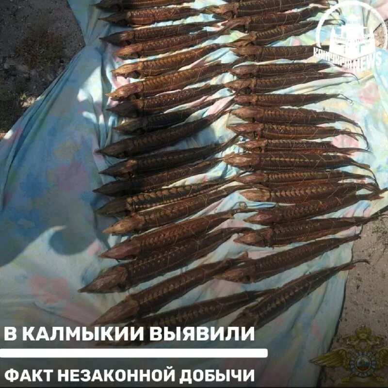 незаконные экземпляры. фссп за компьютером. браконьерство на камчатке. защита компьютера. незаконные экземпляры.