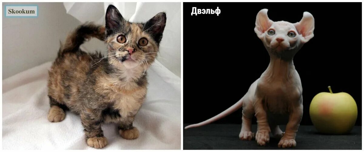 Породы кошек которые остаются маленькими. Порода кинкалоу. Породы кошек которые остаются маленькими. Породы кошек которые остаются маленькими. Породы кошек которые остаются маленькими.