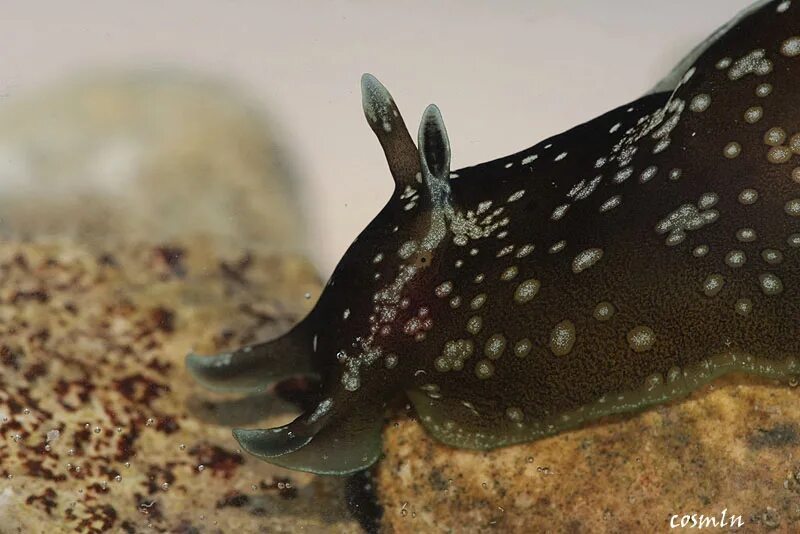 Моллюском аплизией. Морской заяц СЛИЗЕНЬ черный. Калифорнийский морской заяц. Черный калифорнийский заяц морской. Аплизия морской заяц.