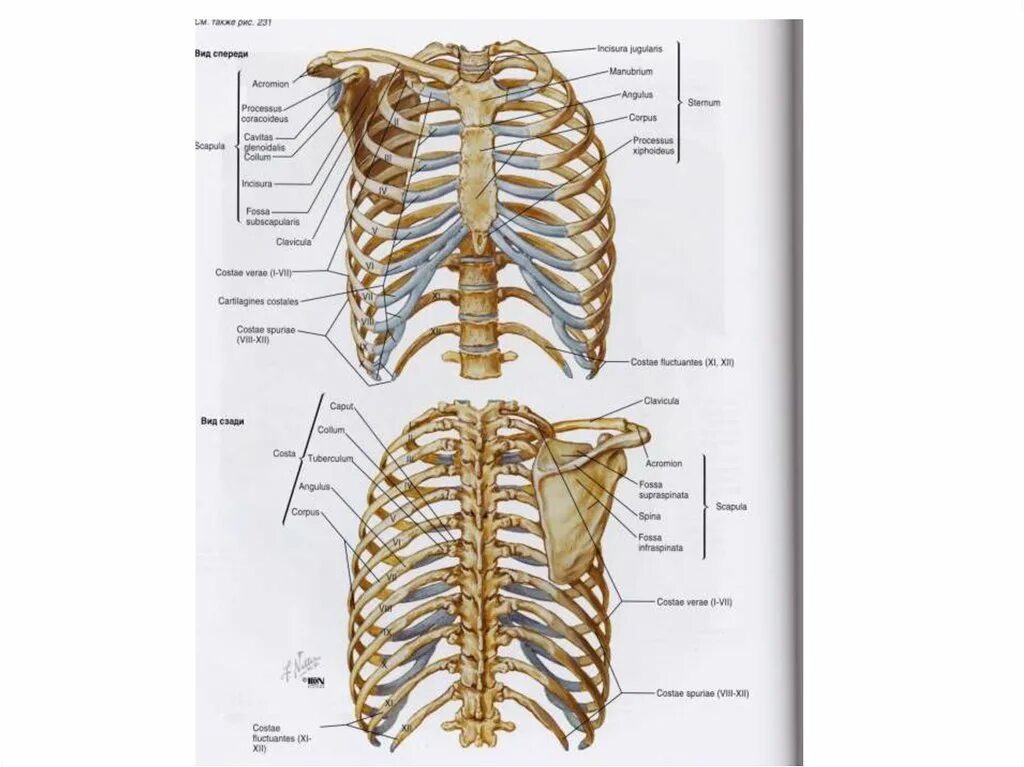 Ребро отдел скелета. Грудная клетка строение анатомия кости. Кости и мышцы грудной клетки анатомия. Строение костей грудной клетки человека.