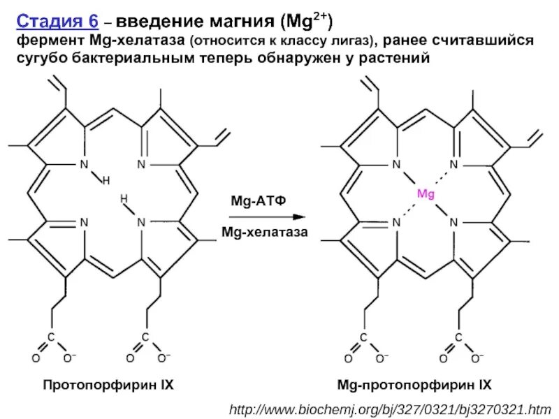 MG-протопорфирин IX.. Протопорфирин 9 формула. Структура кофермента гем протопорфирин 9. Строение протопорфирина IX.