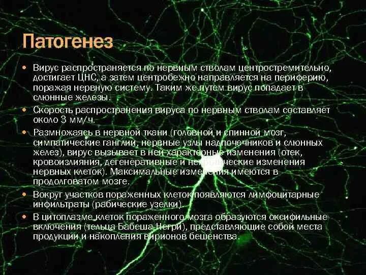 Вирусы патогенез. Вирус распространяется. Вирус поражающий нервную систему. Вирусы по скорости распространения. Скорость распространения вируса.