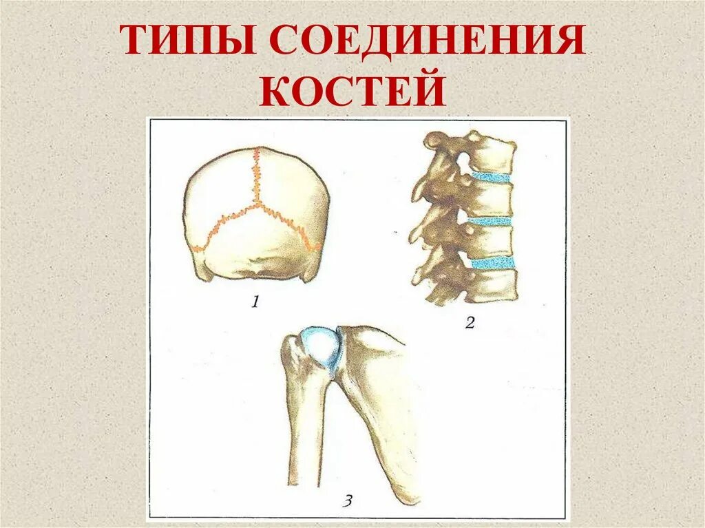 Место соединения костей. Строение скелета типы соединения костей. Строение состав и соединение костей 8 класс. Схема типы соединения костей 8 класс. Строение скелета соединение костей.