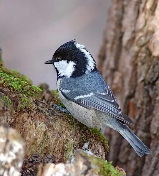 Московка (Parus ater). Птицы Сибири.