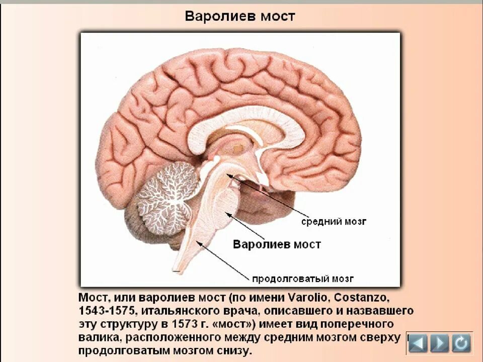 Мозг анатомия гипофиз. Головной мозг человека, гипофиз анатомия. Головной мозг гипоталамус гипофиз. Гипофиз головного мозга и шишковидная железа.