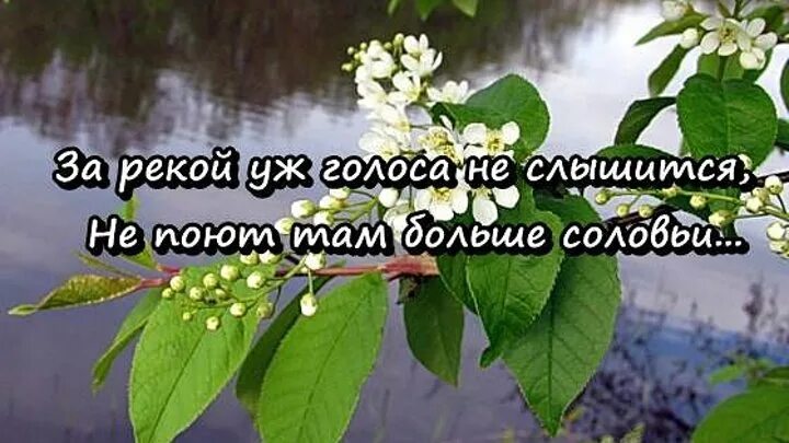 Под окном черёмуха колышется. Под окном черёмуха колышется текст. Черемуха под окном. За рекой черемуха колышется текст.