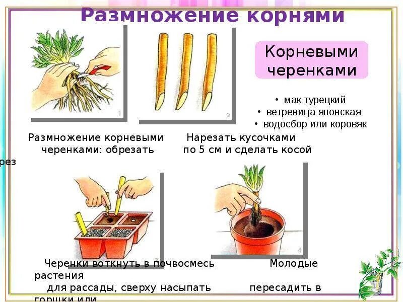 Спатифиллум черенок. Спатифиллум укоренение. Спатифиллум размножение черенками. Черенок спатифиллума укоренение. Спатифиллум черенкование.