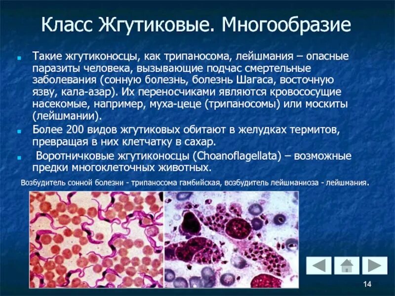 Значение класса жгутиконосцы. Значение жгутиковых в природе. величина жгутиконосцев. значение жгутиковых в жизни человека. многообразие жгутиковых.