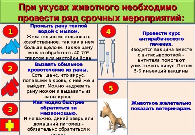 Чем обрабатывать рану после укуса. Первая помощь при укусе животного алгоритм. Оказание первой помощи при укусе собаки. Первая помощь при укусах жи. Оказание первой помощи при укусах животных.