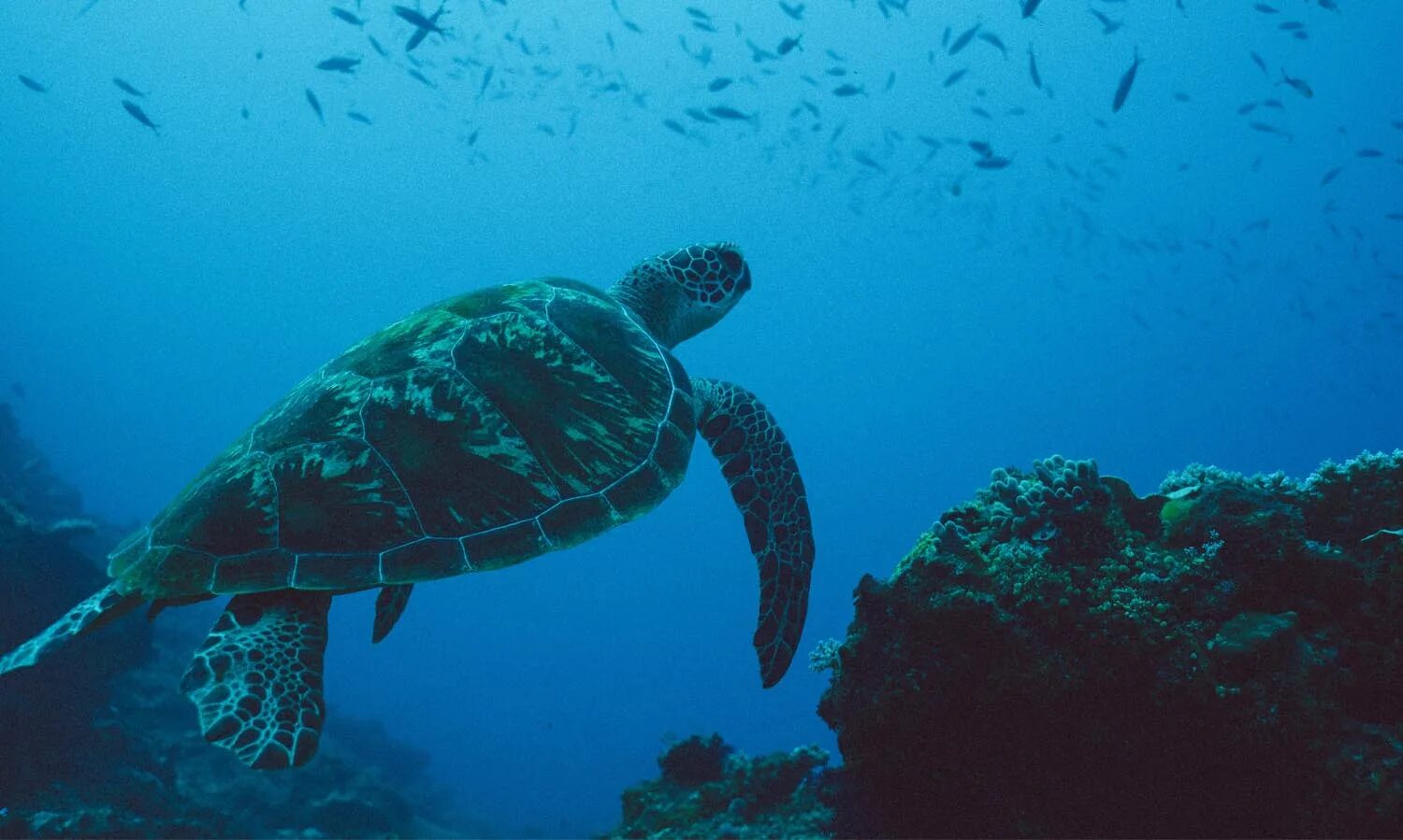Turtle island