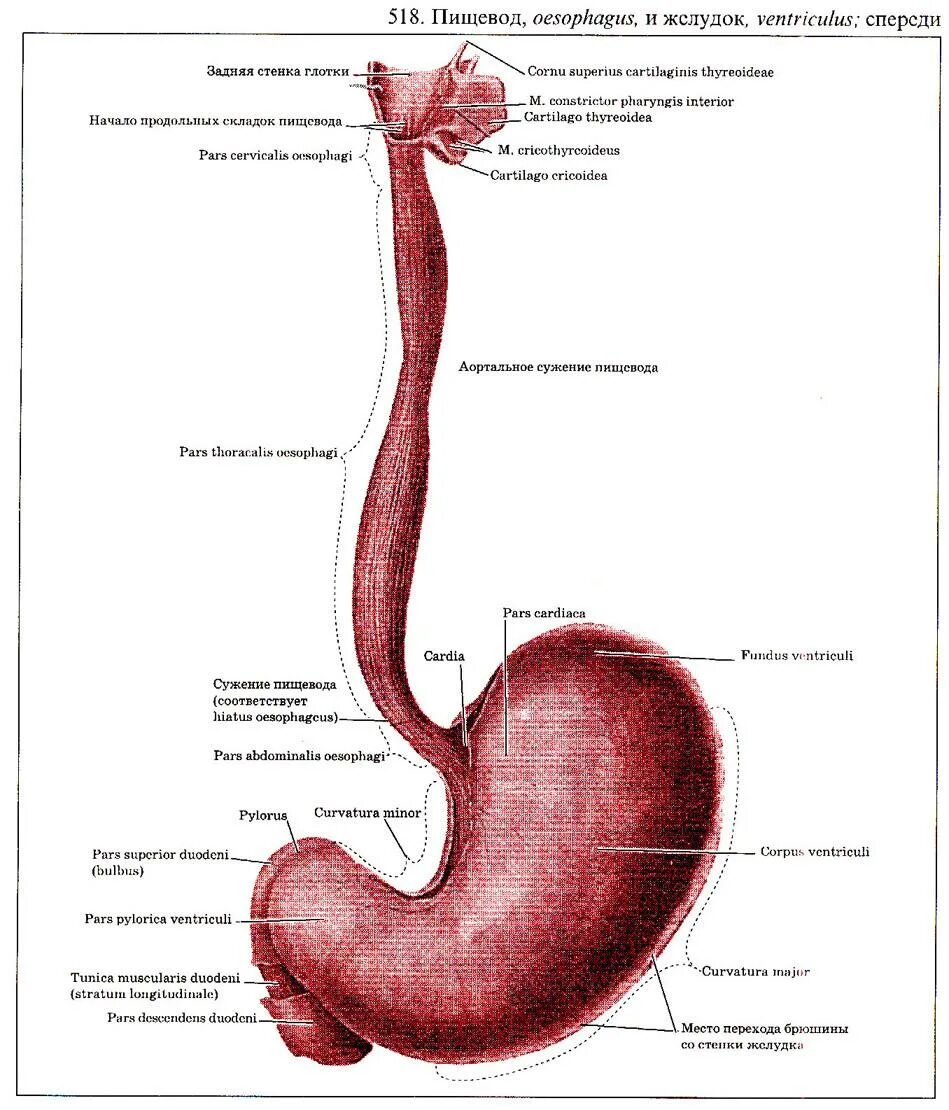 Описание пищевода. Анатомия строения пищевода и желудка. Пищевод и желудок анатомия рисунок. Строение пищевода человека анатомия. Пищевод схема анатомия.
