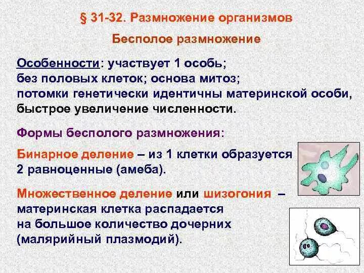 В половом размножении участвует одна особь. Бесполое размножение организмов. Формы размножения организмов. Формы размножения бесполое размножение. Размножение организмов бесполое размножение.