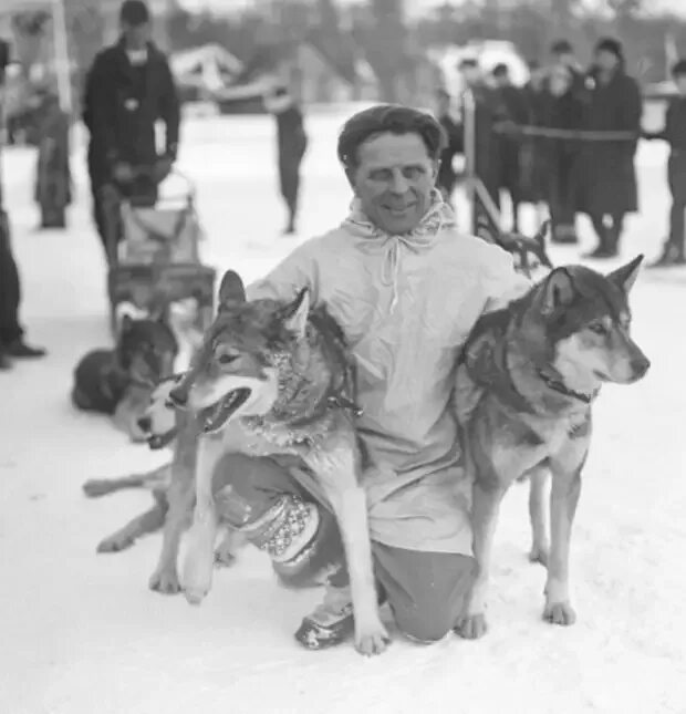 История пса балбеса. Сибирская ездовая собака Сеппала. Сибирские хаски Сеппала.