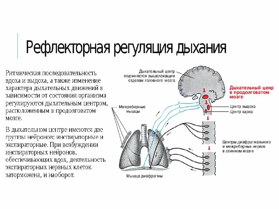 Рефлекторная регуляция дыхания схема. Дыхательный центр рефлекторная дуга. Дуга дыхательного рефлекса. Рефлекторная дуга дыхательного рефлекса схема. Рефлекторные группы