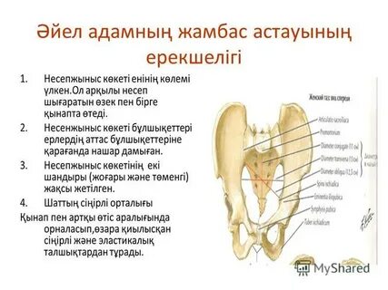 Транс адамдардағы үлкен жамбас