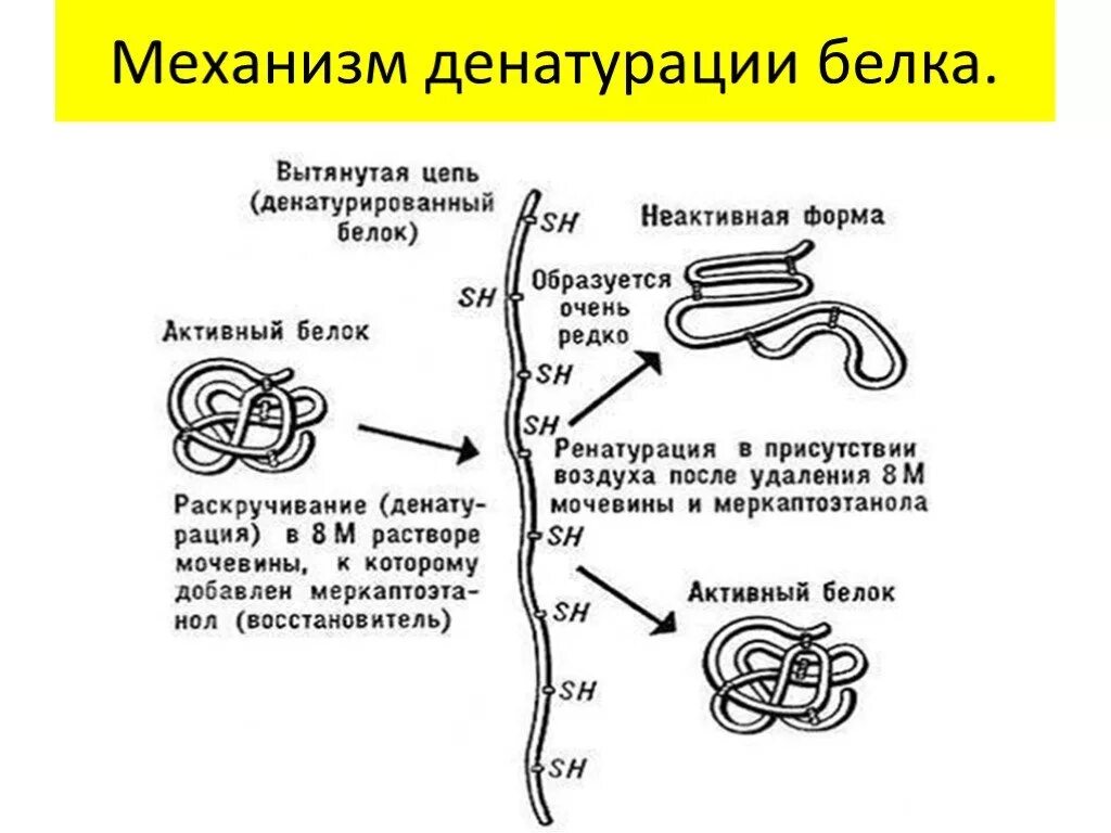 Процессы денатурации белков. Механизм денатурации белков. Химические механизмы денатурации белков. Белки структура белков денатурация. Механизм денатурации белков кратко.