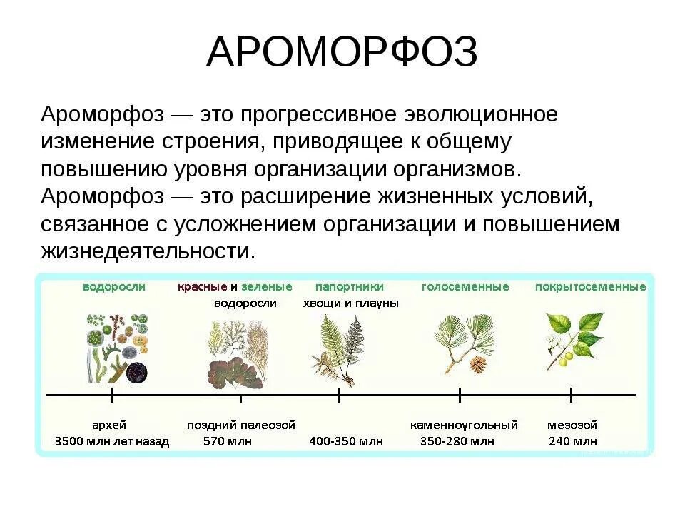 Пример изменения в биологии. Ароморфозы семенных растений. Ароморфозы покрытосеменных растений. Направление эволюции ароморфоз растений. Ароморфозы растений кратко.