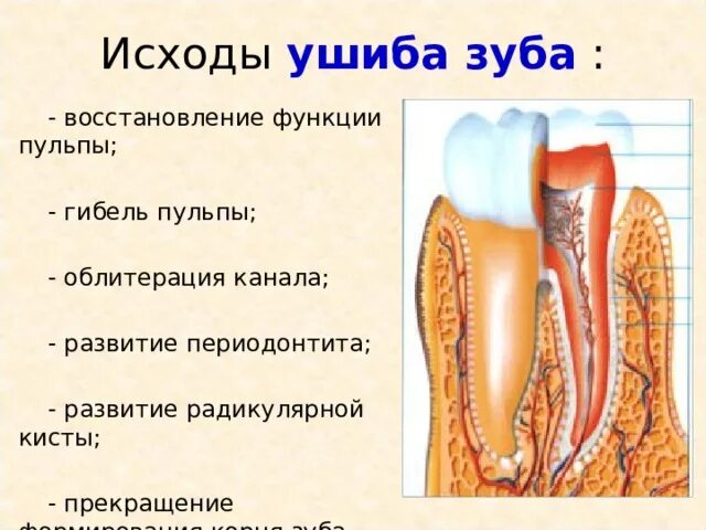 Функции пульпы. Функции пульпы