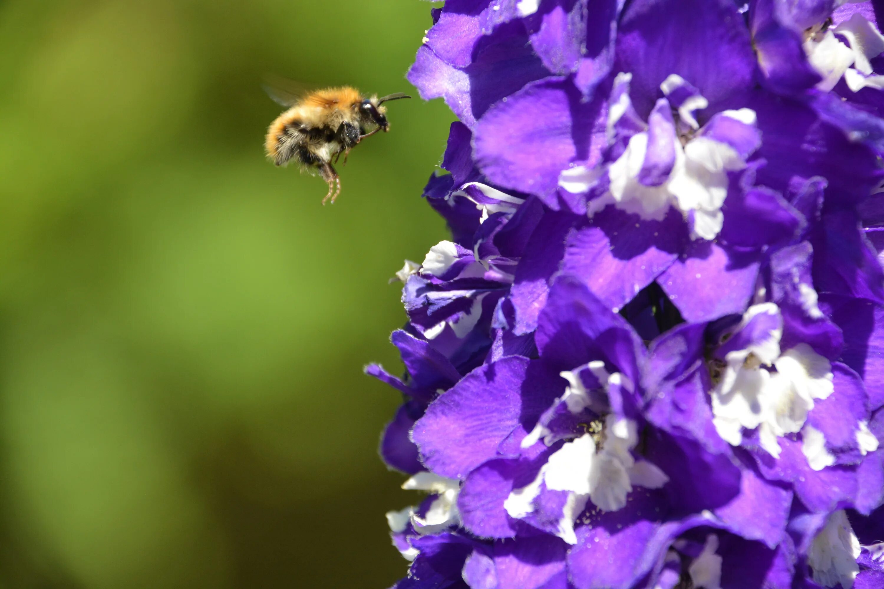 Цветет ива вокруг нее летают шмели порхают. Пчела на фиолетовом цветке. Пчела на ирисе. Пчела на сирени. Открытка с пчелой и сотами фиолетовая.