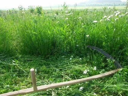 Скошенный нескошенный