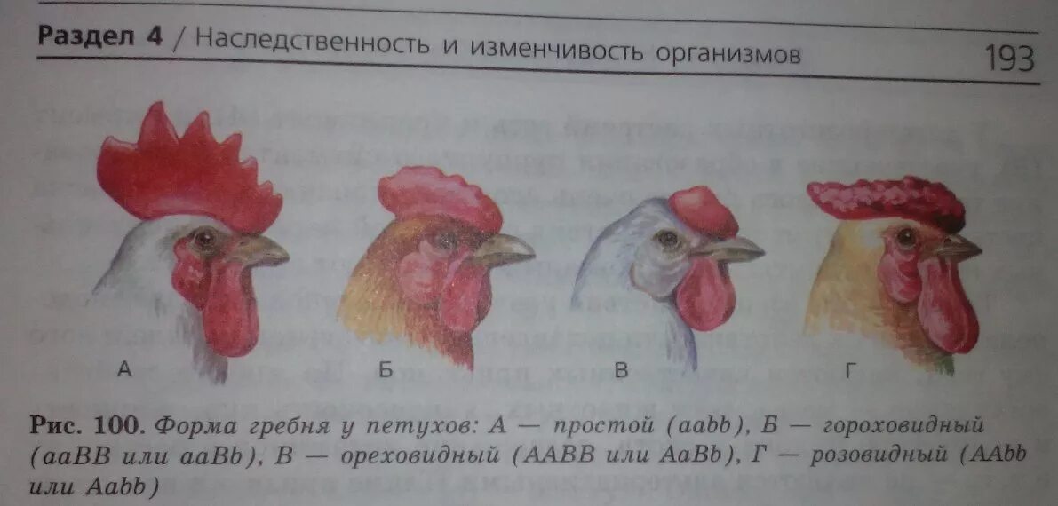 Формы гребня у петухов. Листовидный гребень у кур. Розовидный гребень у петуха.