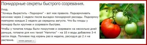 Сколько дней созревают помидоры