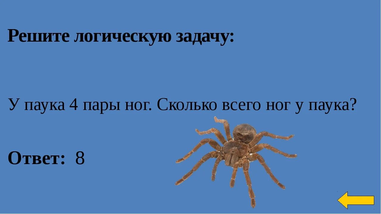 Паукообразные пар ног. Сколько ног у паука. сколько пар ног у пауков. количество ног у паукообразных. сколько ножек у паука.