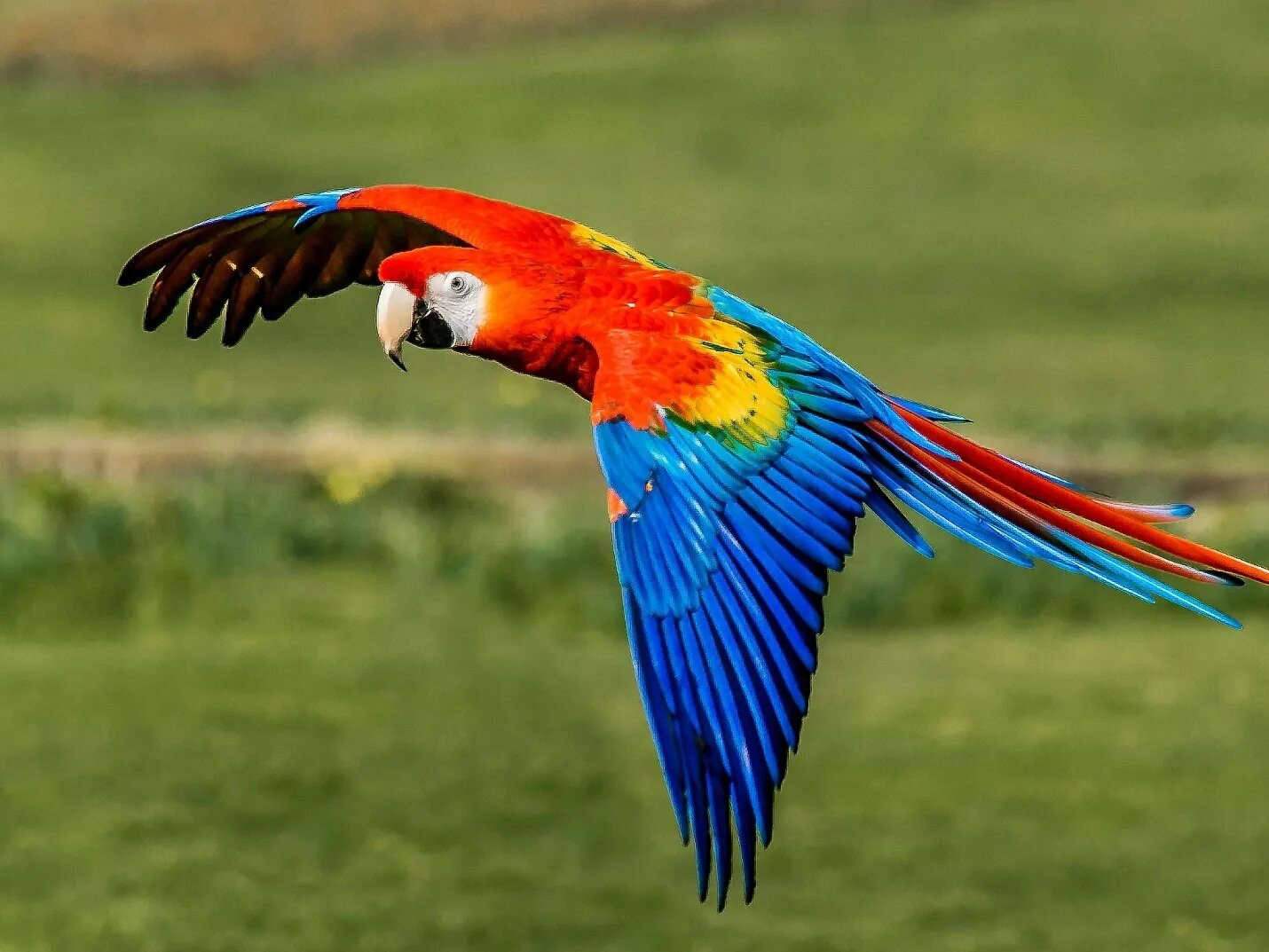 Большой цветной попугай. Попугай ара красный. Красный ара домашние попугаи. Ара Макао. Макао ара в полете.