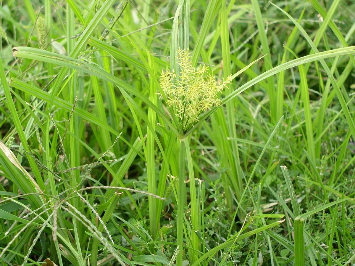 Чуфа сыть. Сыть съедобная, чуфа. Земляной миндаль (Cyperus esculentus). Осока чуфа. Чуфа Земляной миндаль.