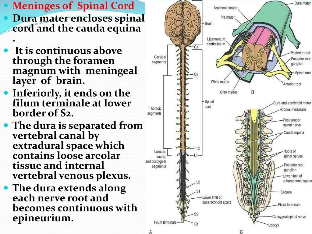 Представители трубчатой нервной системы. Головной и спинной мозг. Спинной мозг ЕГЭ. Dura Mater of Spinal Cord. Спинной мозг Графика.