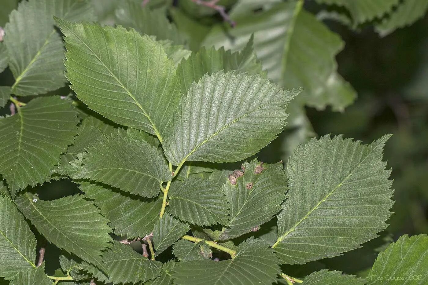 Карагач описание. Вяз гладкий (Ulmus laevis). Вяз гладкий Ulmus laevis Pall.. Вяз обыкновенный, гладкий (Ulmus laevis). Вяз граболистный (Ulmus suberosa).